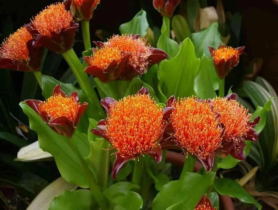 Гемантус катарины. Цветок гемантус. Гемантус белоцветковый растение. Гемантус белоцветковый. Цветок гемантус.