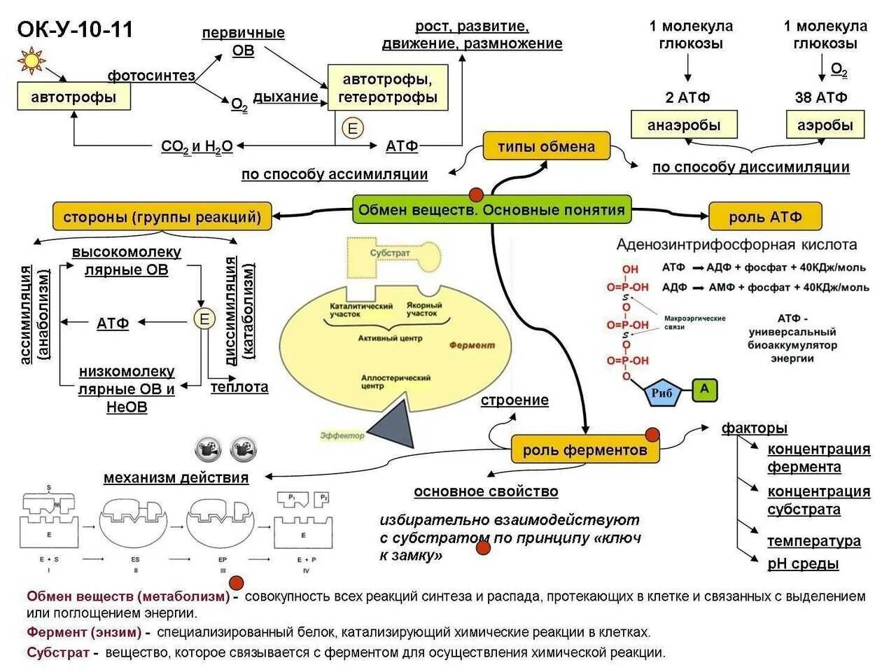 Энергетический обмен. Этапы энергетического обмена схема. Схема энергетического обмена углеводов. Схема обмена веществ по биологии 9 класс. 36 молекул атф образуется.