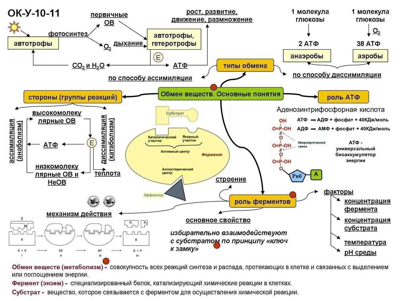 Диссимиляция сколько атф. Схема энергетического обмена 10 класс биология. Схема обмена веществ по биологии 9 класс. Метаболизм клетки схема.