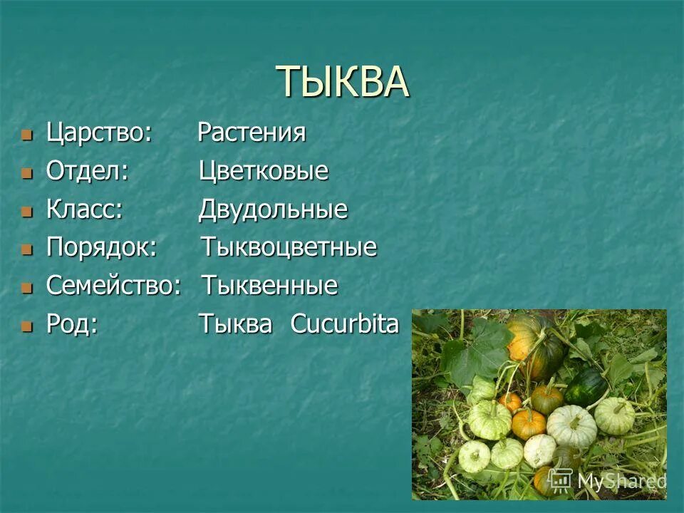 тыква для презентации. тыква какой род. семейство тыквина представители. формула тыквенных растений. тыквина строение тыквы.