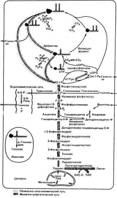 Фосфоглицер