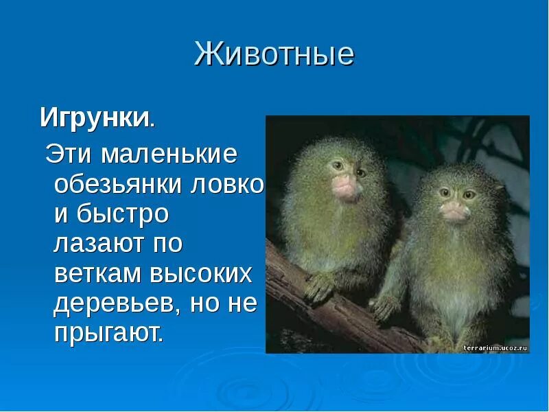 Удивительное щелканье заботятся о птенчиках ловкая обезьяна. Обезьяна игрунка. Игрунка животное Южной Америки. Животный мир Южной Америки презентация. Маленькие обезьяны Южной Америки.