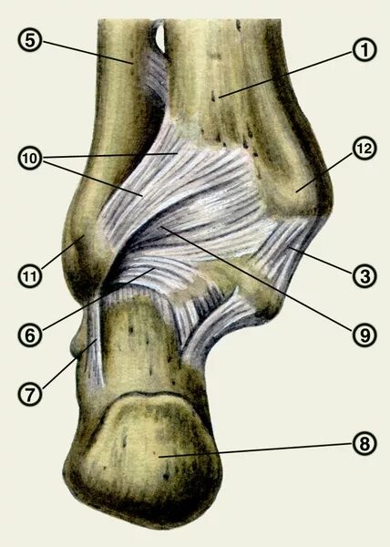 Межберцовый синдесмоз голеностопного сустава анатомия. Связочный аппарат голеностопного сустава анатомия. Дельтовидная связка голеностопного сустава анатомия. Подтаранный сустав анатомия связки.