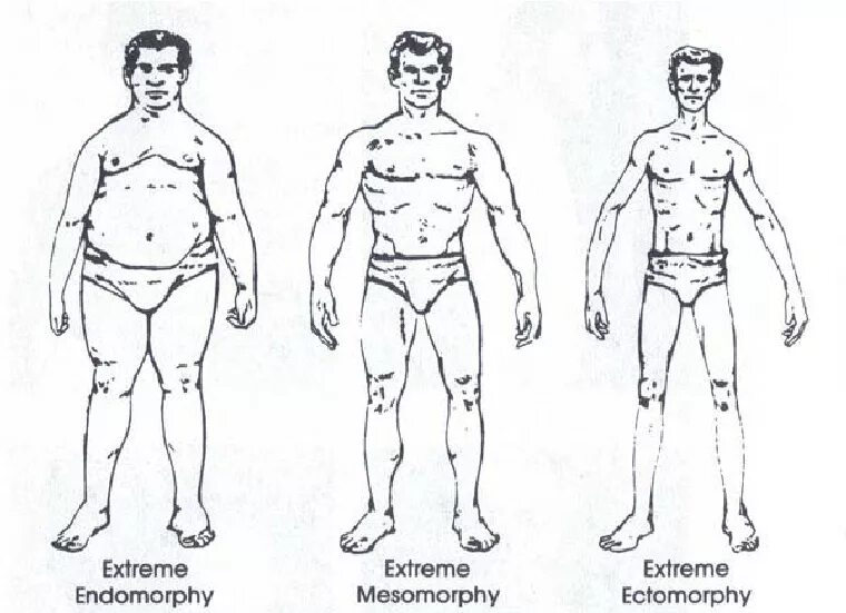 Пикник атлетик. Пикнический Тип телосложения Кречмер. Типы телосложения астенический пикнический атлетический. Пикник Атлетик астеник Кречмер. Типы телосложения пикник астеник Атлетик.