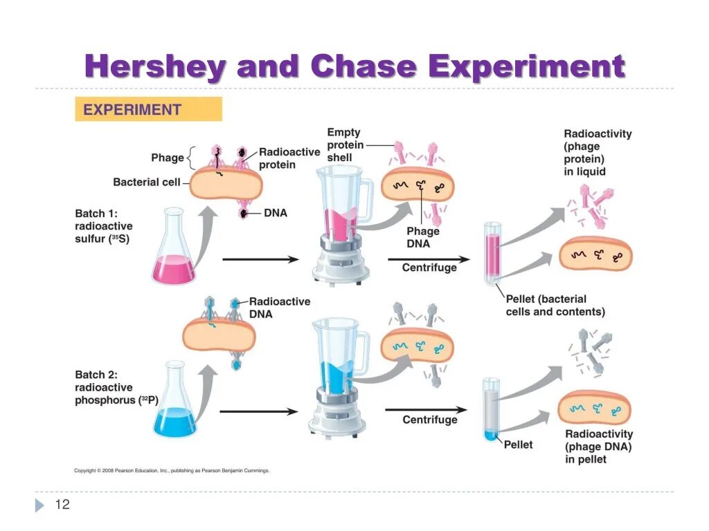 Types of experimental design. Independent variable depent variable and control variable. Experiment meaning. Experiment meaning. Rate of photosynthesis experiment.