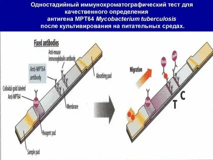 Иммунохроматографическое выявление