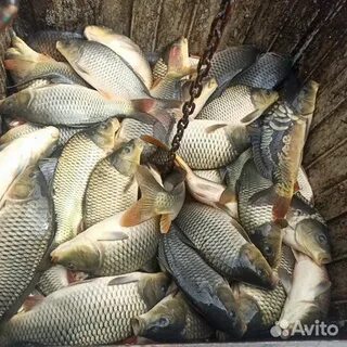 Живые карпы оптом