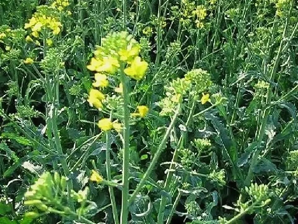 Рапс как сидерат когда сеять. Рапс как сидерат когда сеять