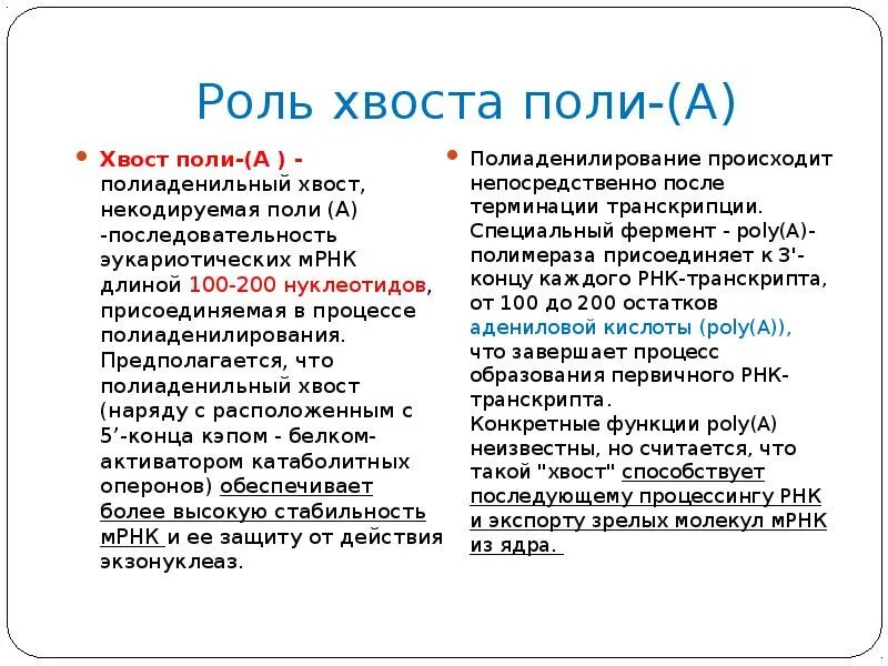 Функция поли а фрагмента мрнк. Функция поли а фрагмента мрнк
