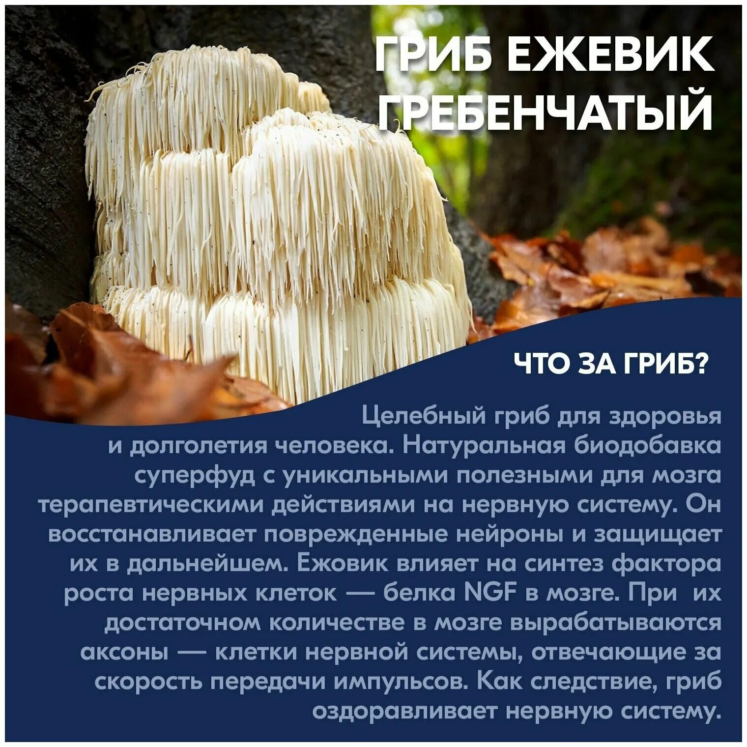 Ежовик гребенчатый инструкция применения. Ежовик гребенчатый описание. Ежовик гребенчатый порошок. Ежовик гребенчатый для здоровья. Ежовик гребенчатый полезные свойства.