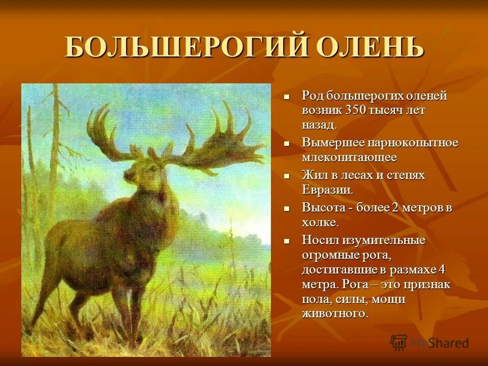 Большерогий олень красная книга краткое описание. Животные индонезии. Гигантский олень (megaloceros giganteus). Большерогий олень вымерший. Большерогий олень древний.