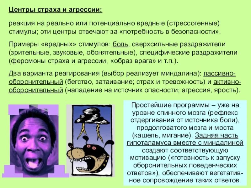 Механизм потоотделения физиология. Эндогенные опиаты. Механизм страха физиология. Реакция на страх у человека. Базовые страхи человека.