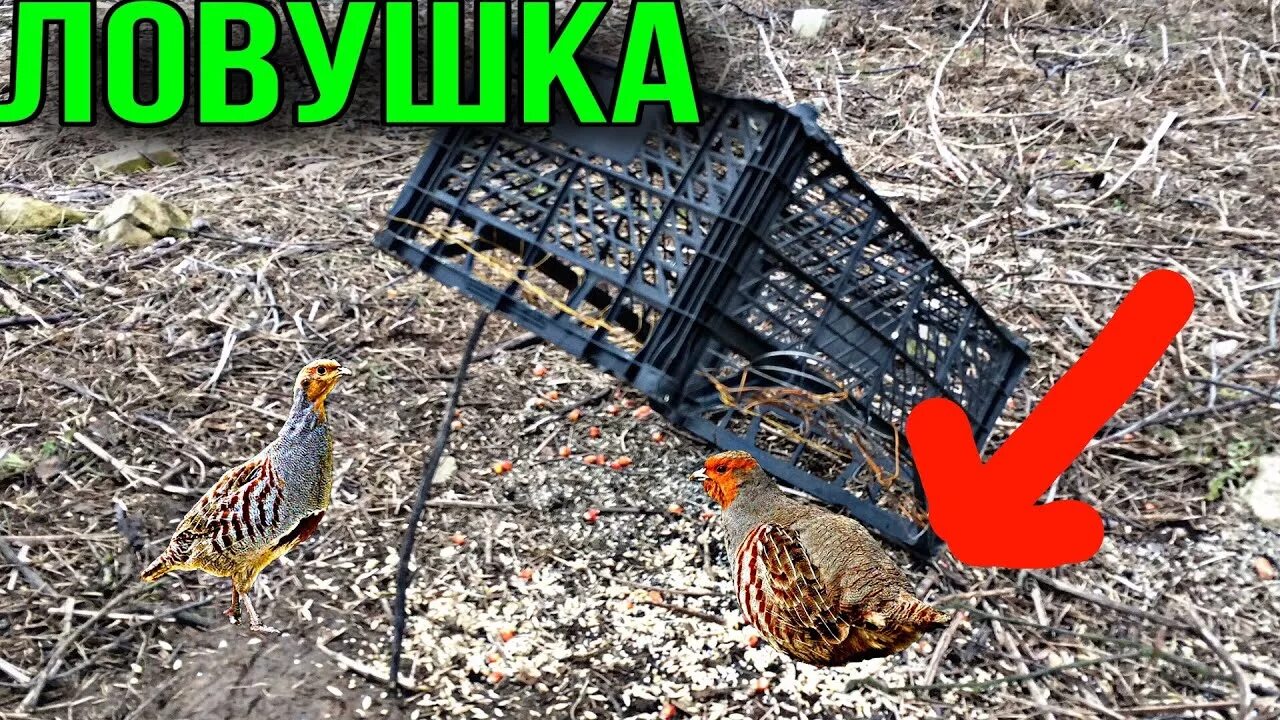 Чертежи ловушки фазана. ЛОВУШКА клетка на фазана. ЛОВУШКА для птиц фазанов. Ловушки для фазанов и куропаток. Капкан на фазана