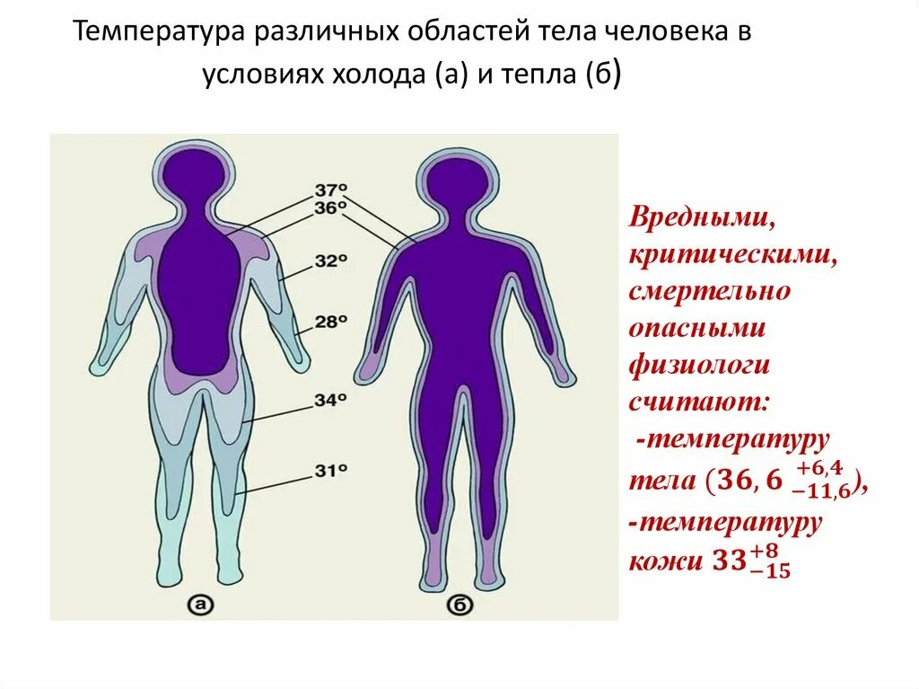 Тело холодное а температура есть. Температура тела человека. Температура тела человке. Понижение температуры тела человека. Критическая низкая температура тела человека.