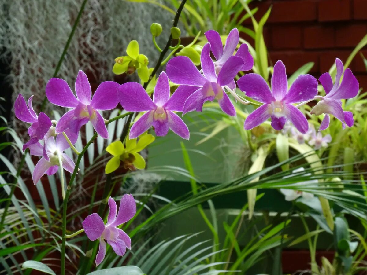 Victoria orchid