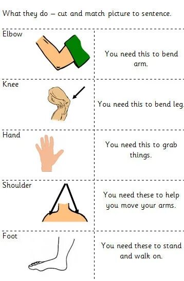 Body Parts matching Worksheet. Карточки body Parts Tummy. Body Worksheets for Kindergarten. Label Parts of the body Worksheets.