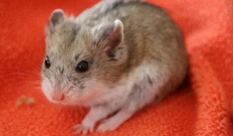 Hamster mature