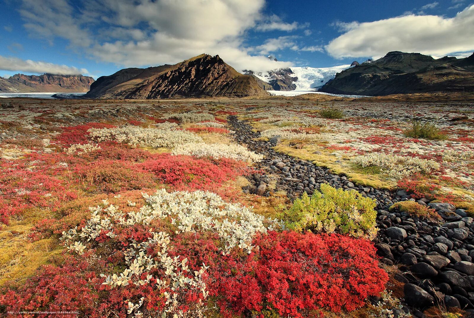 Чукотка тундра цветет. Канадская тундра. Исландия ландшафт. Тундра цветет Путорана. Растительность канады