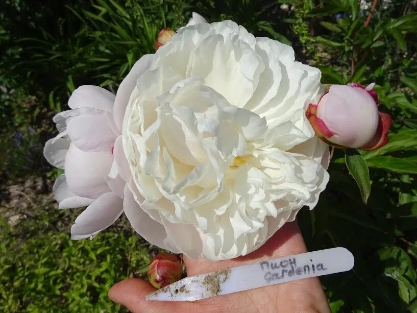 Пион молочноцветковый 'Gardenia' по цене от 1300 купить почтовой доставкой сажен