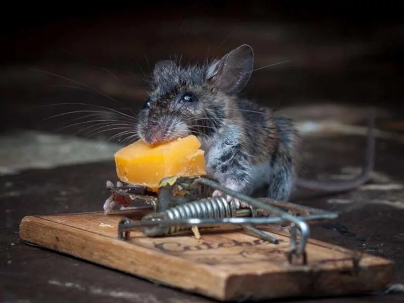 Мышь в мышеловке. Сыр в мышеловке. Мышь сыр мышеловка. Мышь с сыром. Про мышей и сыр