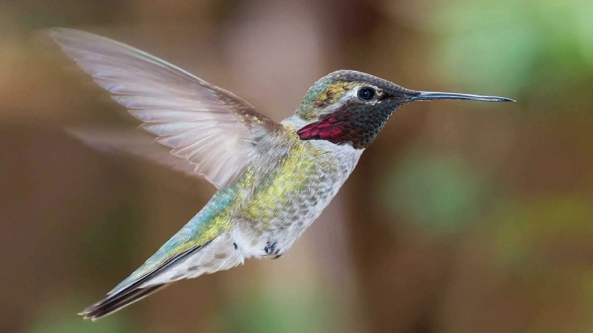 Как называется самая маленькая птица. Птичка Колибри. Колибри trochilidae. Колибри самая маленькая птица. Краснохвостый Колибри.