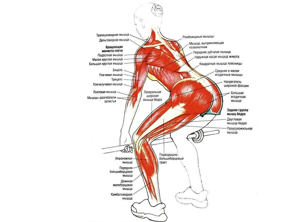 Тяга какие мышцы работают. Становая тяга мышцы задействованы. Тяга сумо мышцы задействованы. Румынская тяга мышцы задействованы. Румынская тяга с гантелями мышцы задействованы.