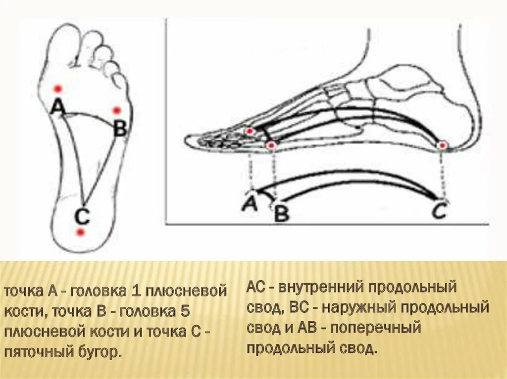 Свод точка. Точка опоры поперечного свода стопы. Продольный и поперечный свод стопы. Поперечный свод стопы анатомия. Строение сводов стопы.