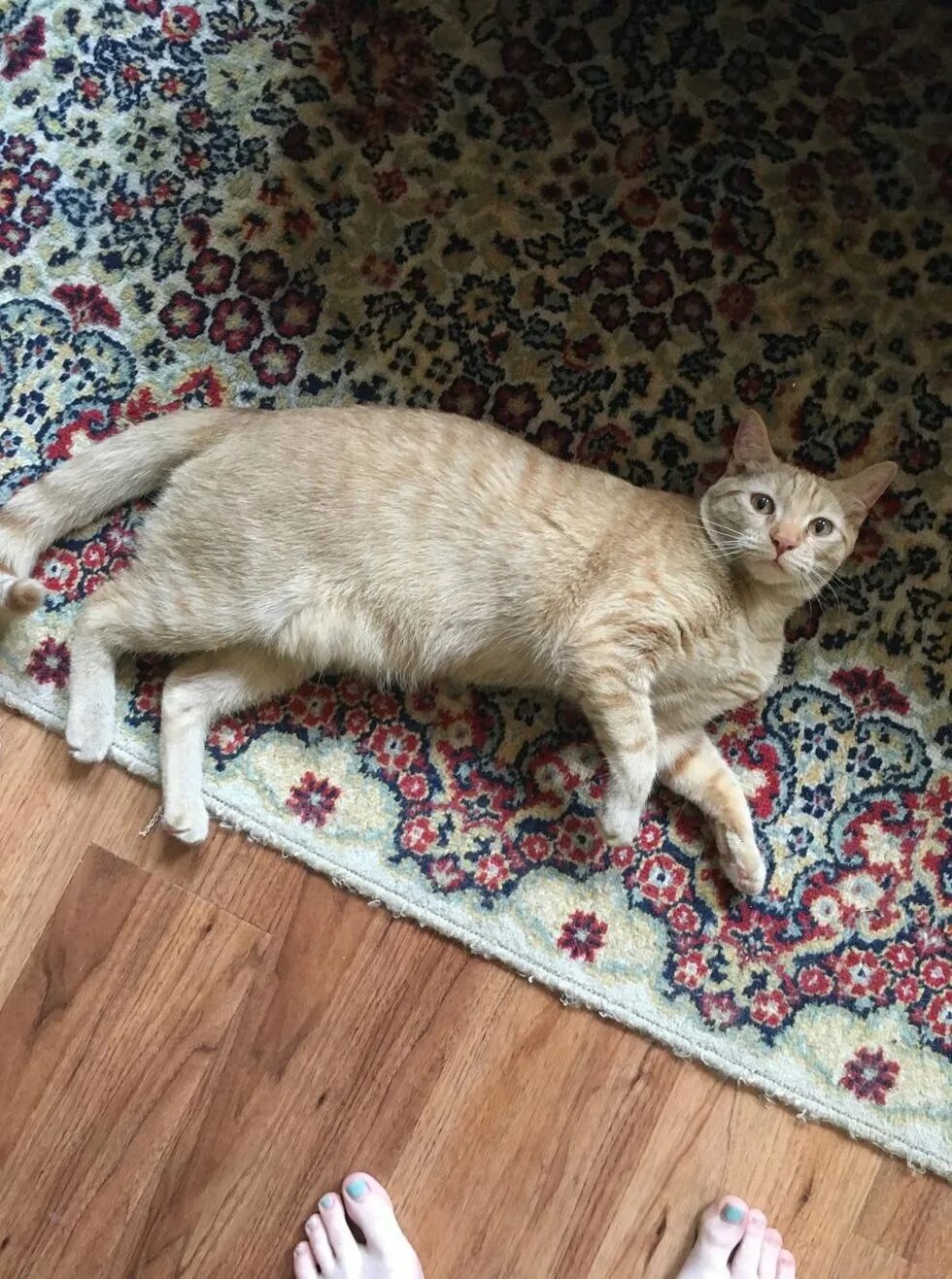 Самый худой кот. Худой кот. Худой рыжий кот. Худая кошка. Абиссинская кошка.