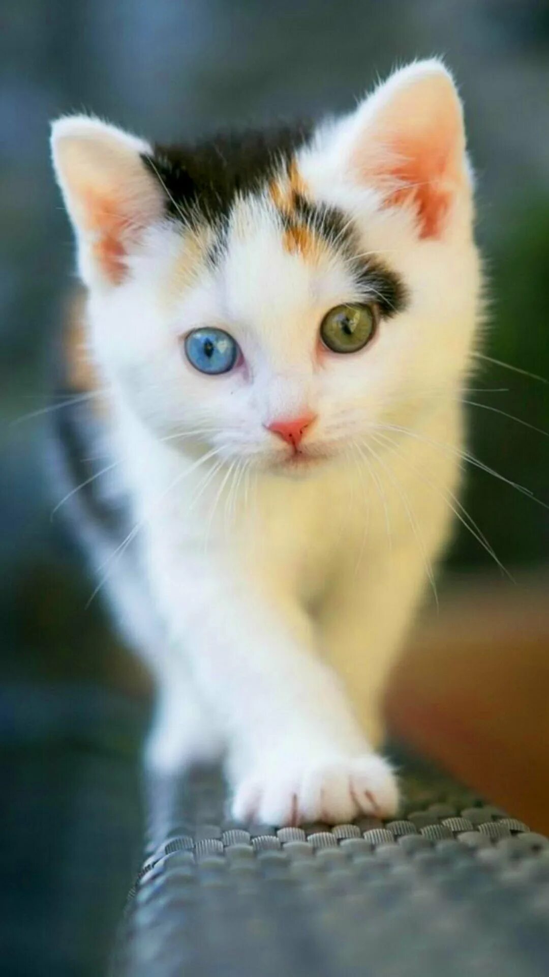 Кисуа. Красивые котики. Красивые котята. Красивые кошки. Милый кот.