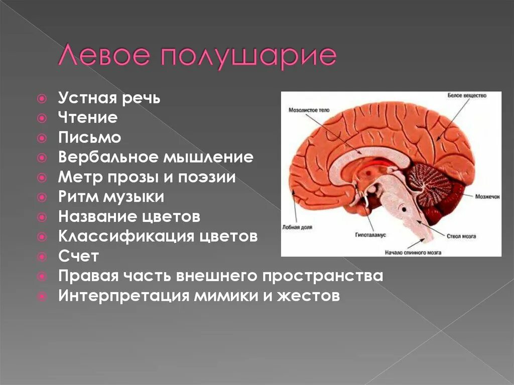 Закономерности работы мозга. Закономерности работы головного мозга. Речь и полушария. Левое , речевое полушарие.