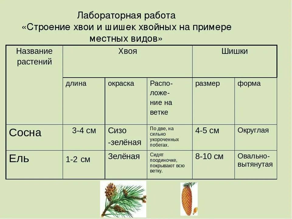 7 класс голосеменные растения вариант 1. Таблица биологии хвойных растений. Строение хвои и шишек хвойных таблица. Лабораторная строение шишек сосны и хвои. Таблица строение шишек сосны обыкновенной.