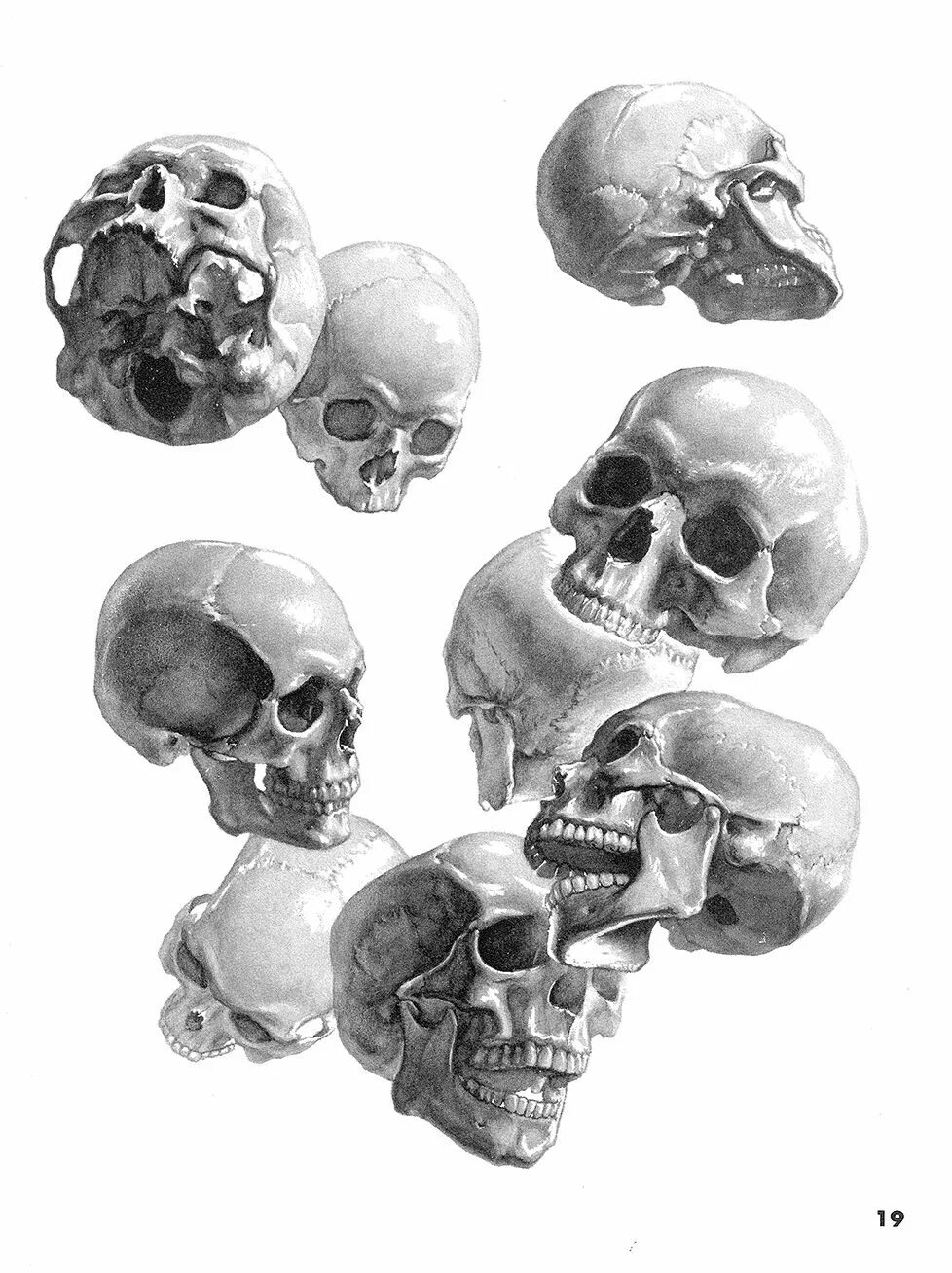 Череп в разных ракурсах рисунок. Череп ракурсы. Череп человека в разных ракурсах. Череп ракурсы. Референсы черепа человека анатомия.