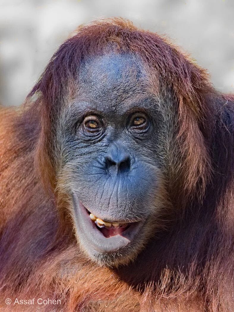 Фото смешных обезьянок. Обезьяны шимпанзе орангутаны. Орангутанг. Смешные обезьяны. Смешные картинки обезьян.