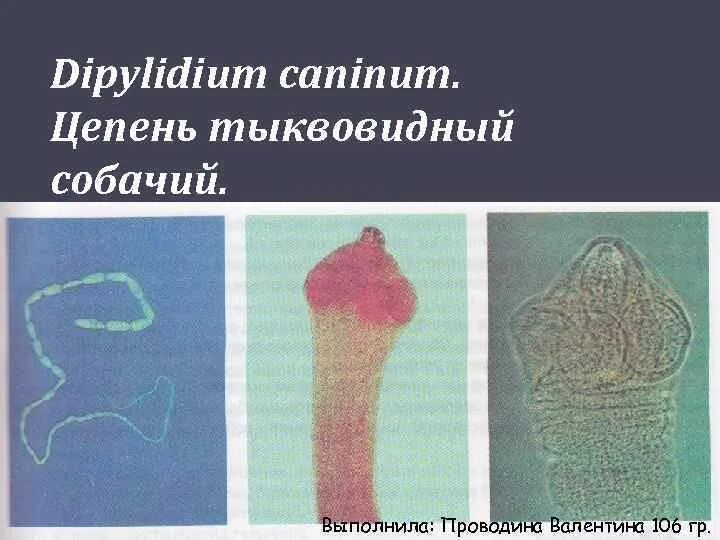 Dipylidium caninum. Карликовый цепень (Hymenolepis Nana). Тыквовидный цепень препарат. Тыквовидный цепень (Dipylidium caninum).