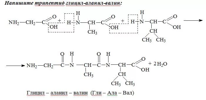 Ала фен сер. Схема реакции образования трипептида из глицина. Структурная формула трипептида. Схема синтеза трипептида из аминокислот. Схема реакции образования трипептида из аминоуксусной кислоты.