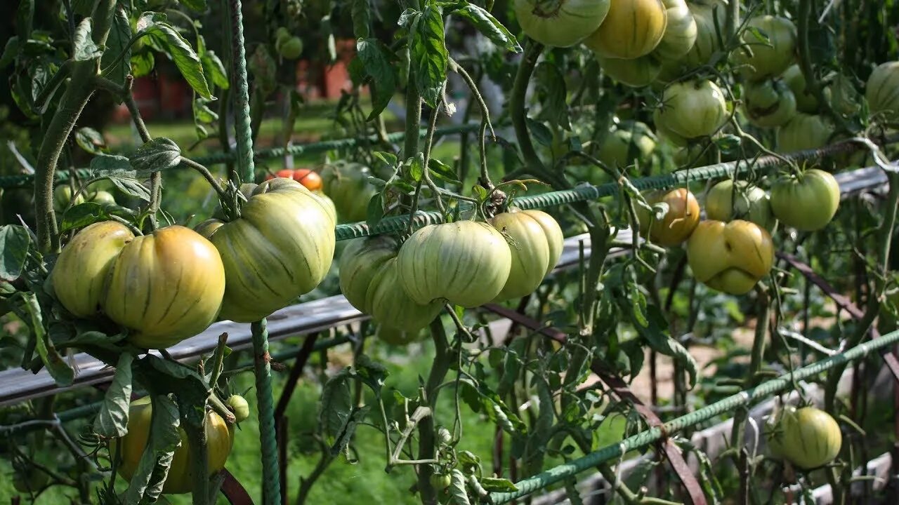 Садовый мир томаты. Шпаргалка по томатам садовый мир.