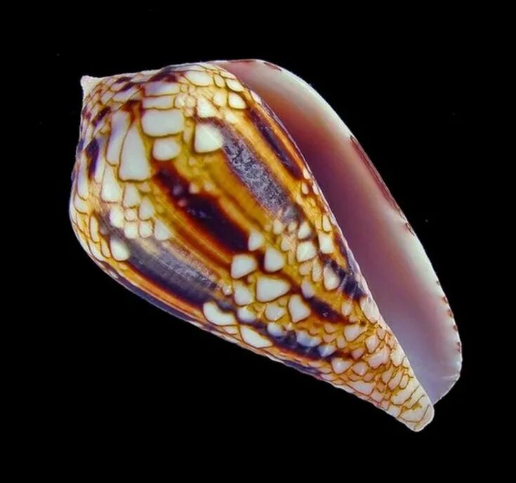 Conus leopardus. Conus retifer. Моллюск Шелл. Conus Regius моллюск. Ракушка панцирь