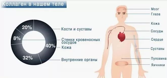 Где содержится коллаген в каких. Распределение коллагена в организме человека. усвоение коллагена в организме человека. коллаген в теле человека. коллаген где содержится в организме человека.
