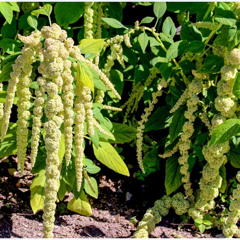 ). Амарантус белый. Амарант хвостатый зеленый. Амарант щирица. Амарант хвостатый семена.