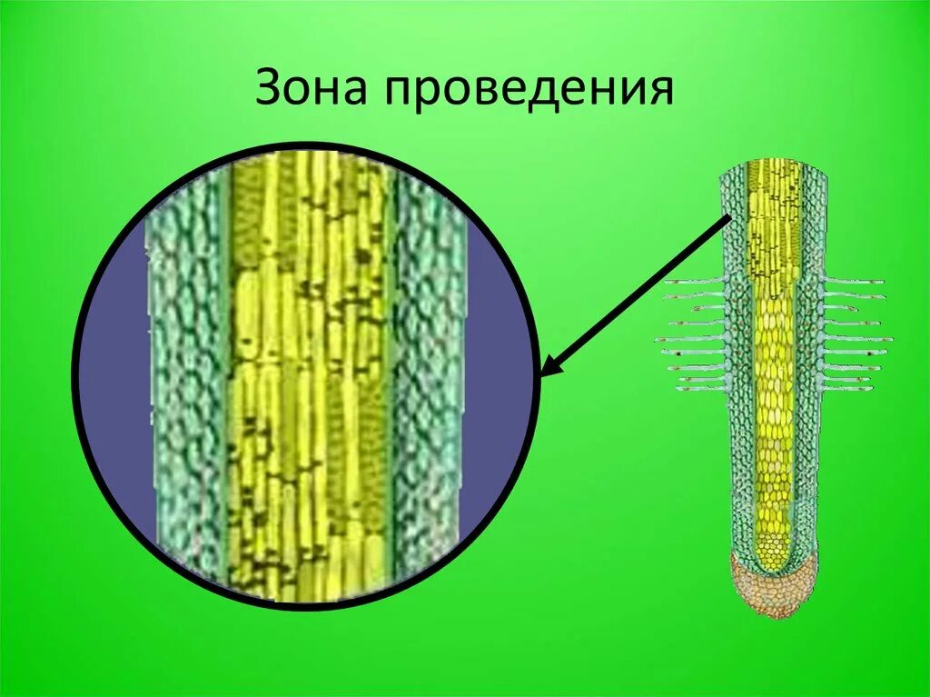 Зона проведения корня строение. Клеточное строение корня зоны корня. Зона проведения зона деления зона всасывания зона роста. Строение клеток зоны всасывания корня.