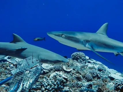 Shark around