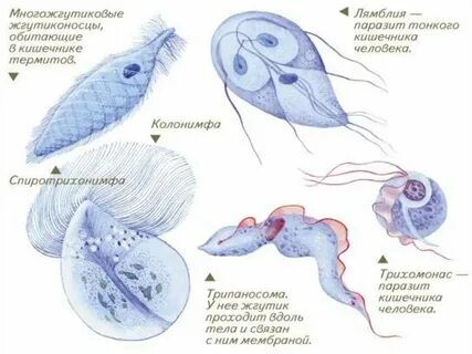 Представители лямблий