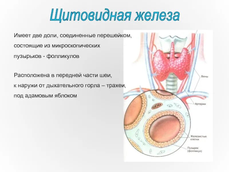 Фолликул щитовидной железы что это. Фолликул щитовидной железы. Щитовидная железа состоит из двух долей и перешейка. Строение фолликула щитовидной железы. Фолликулы перешейка щитовидной железы что это такое.