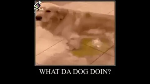 What is the dog doing