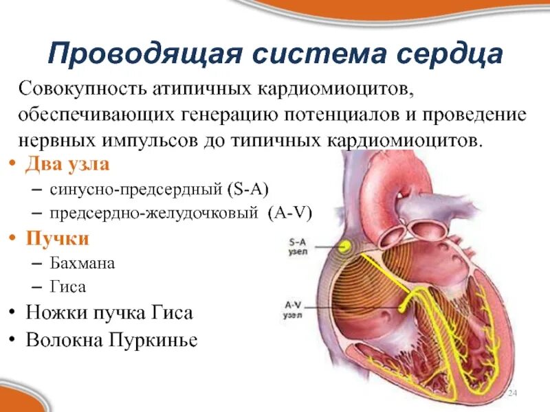 Пучок пуркинье. Проводящая система сердца узлы пучки волокна. Синусно предсердный узел функции. Пучки синусно предсердного узла. Проводящая система сердца синусно предсердный узел.