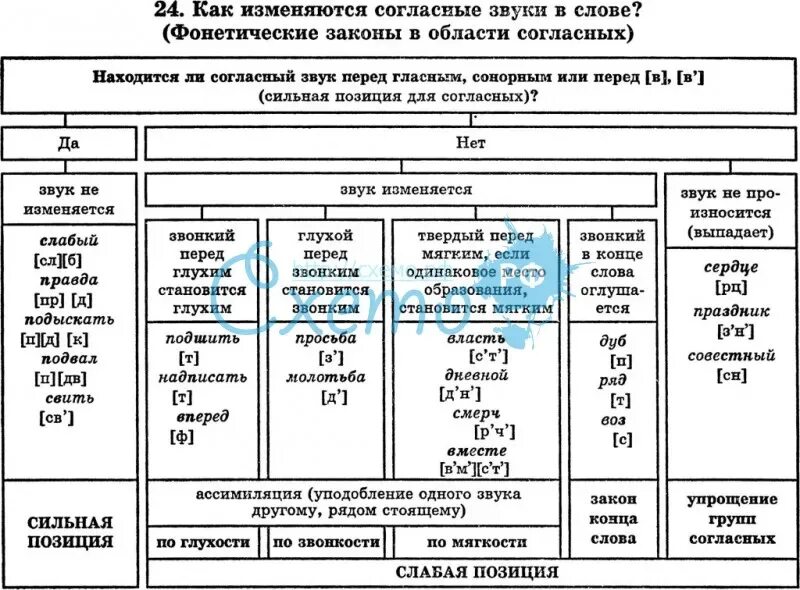 Какие фонетические явления. Фонетические процессы таблица. Фонетические законы русского языка. Звуковые законы в области согласных. Фонетические законы в области согласных.