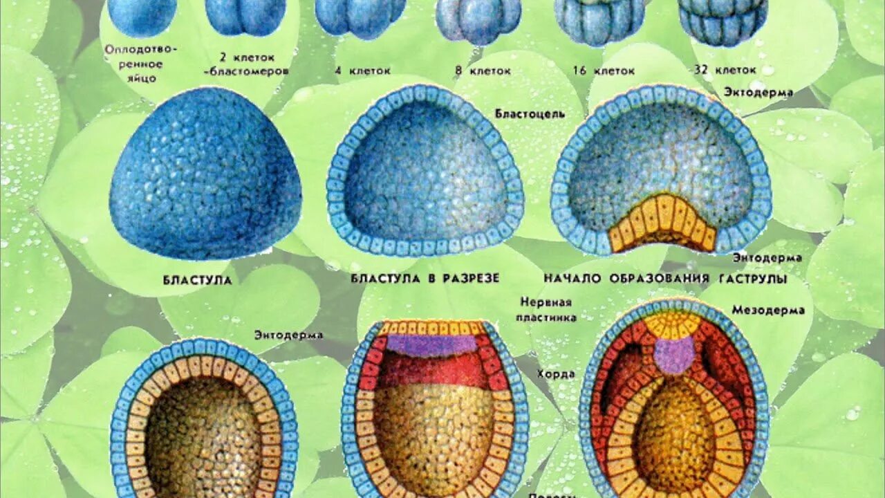 Стадии эмбрионального развития бластула гаструла. Нейрула морула дробление гаструла бластула. Зигота морула бластула гаструла нейрула. Бластула бластопор. Нейрула морула дробление гаструла бластула.