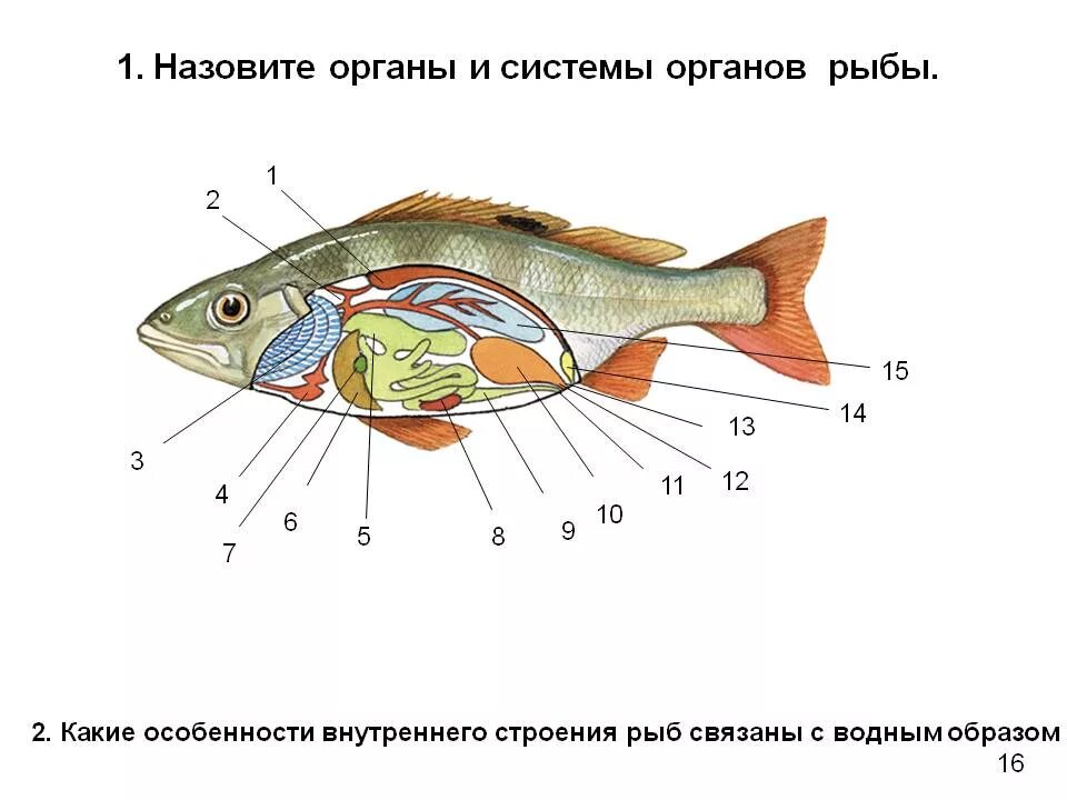Внутреннее строение костной рыбы самка окуня биология 7. Внешнее и внутреннее строение рыб. Внутреннее строение рыбы рисунок биология. Внутреннее строение рыбы схема.