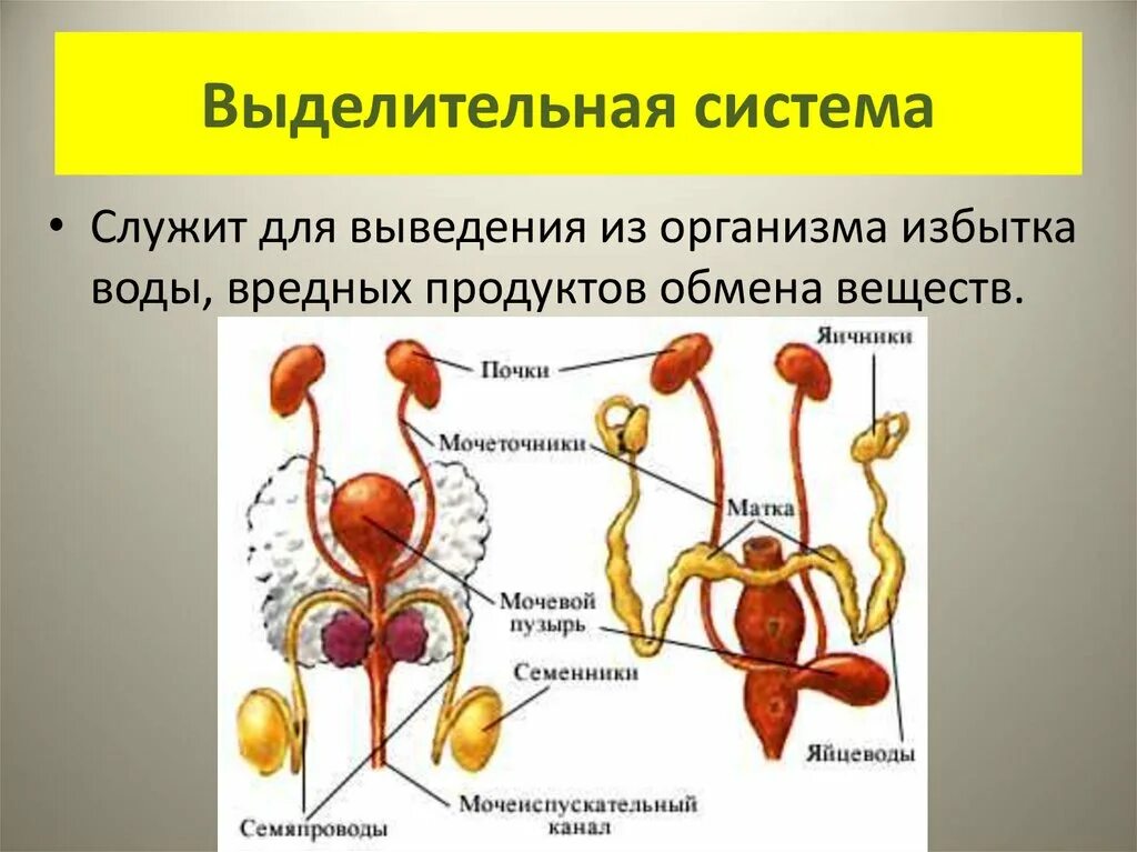 Органы входящие в выделительную систему человека. Выделительная система организма человека 4 класс. Выделительная система выделительная система. Строение выделительной системы рисунок. Выделительная система человека схема 4 класс.