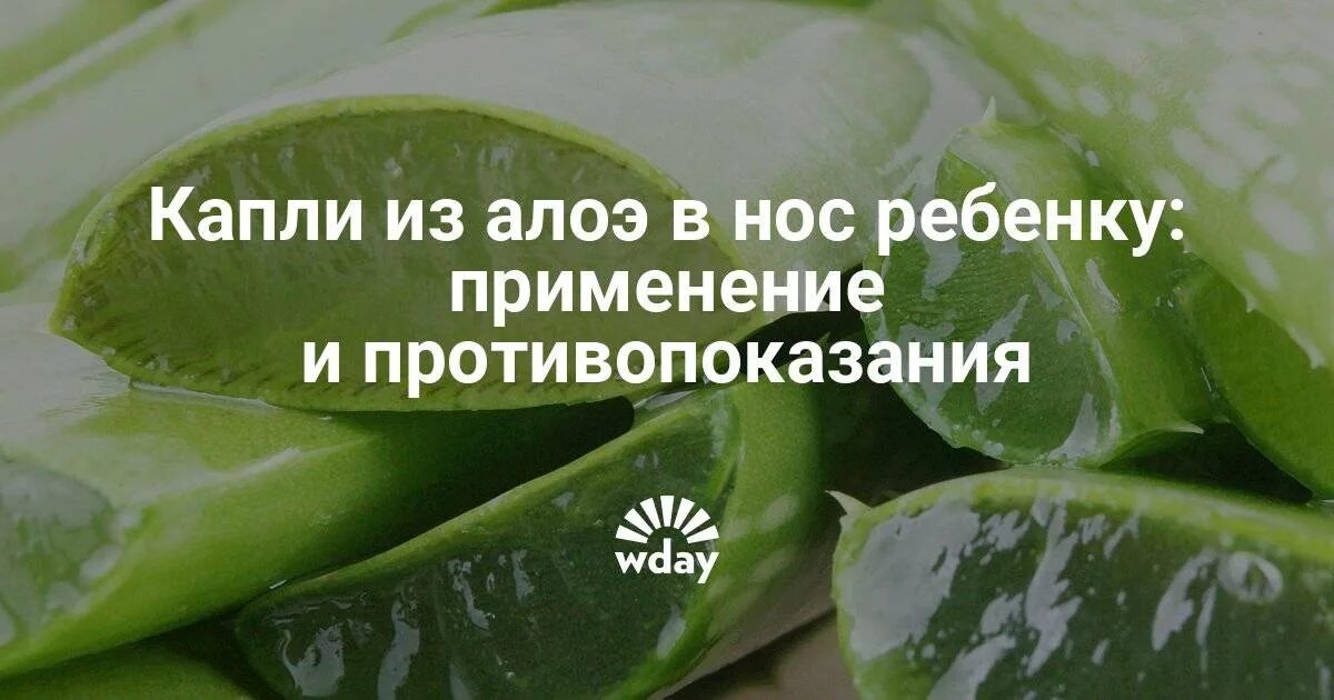 Капли из алоэ для детей. Алоэ от насморка. Капли в нос из алоэ. Алоэ от насморка для детей. Как закапывать алоэ в нос